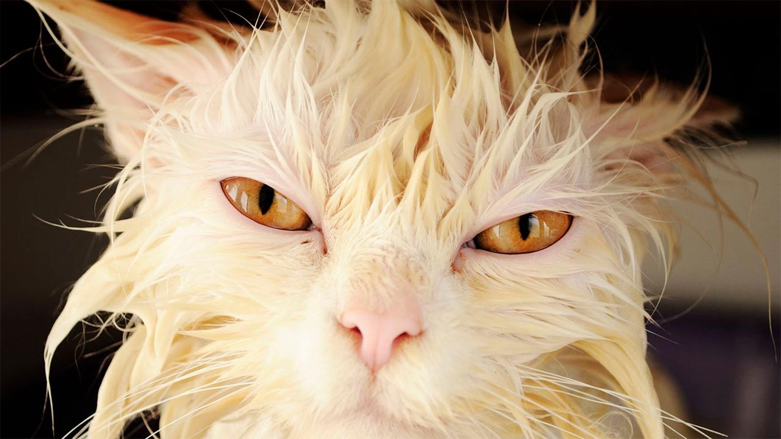 10 fotos de gatos mojados