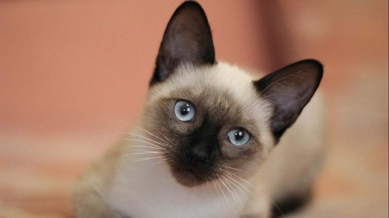 los gatos que mejor se adaptan a una casa con ninos siames