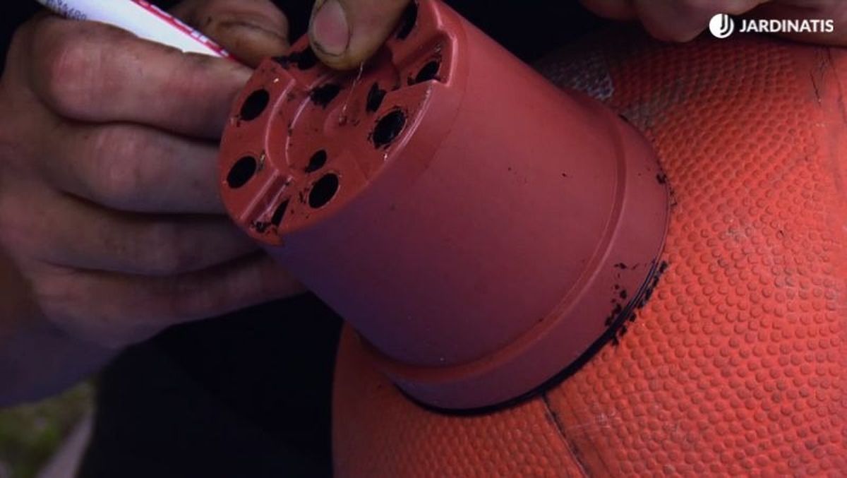 Marca la circunferencia para las plantas