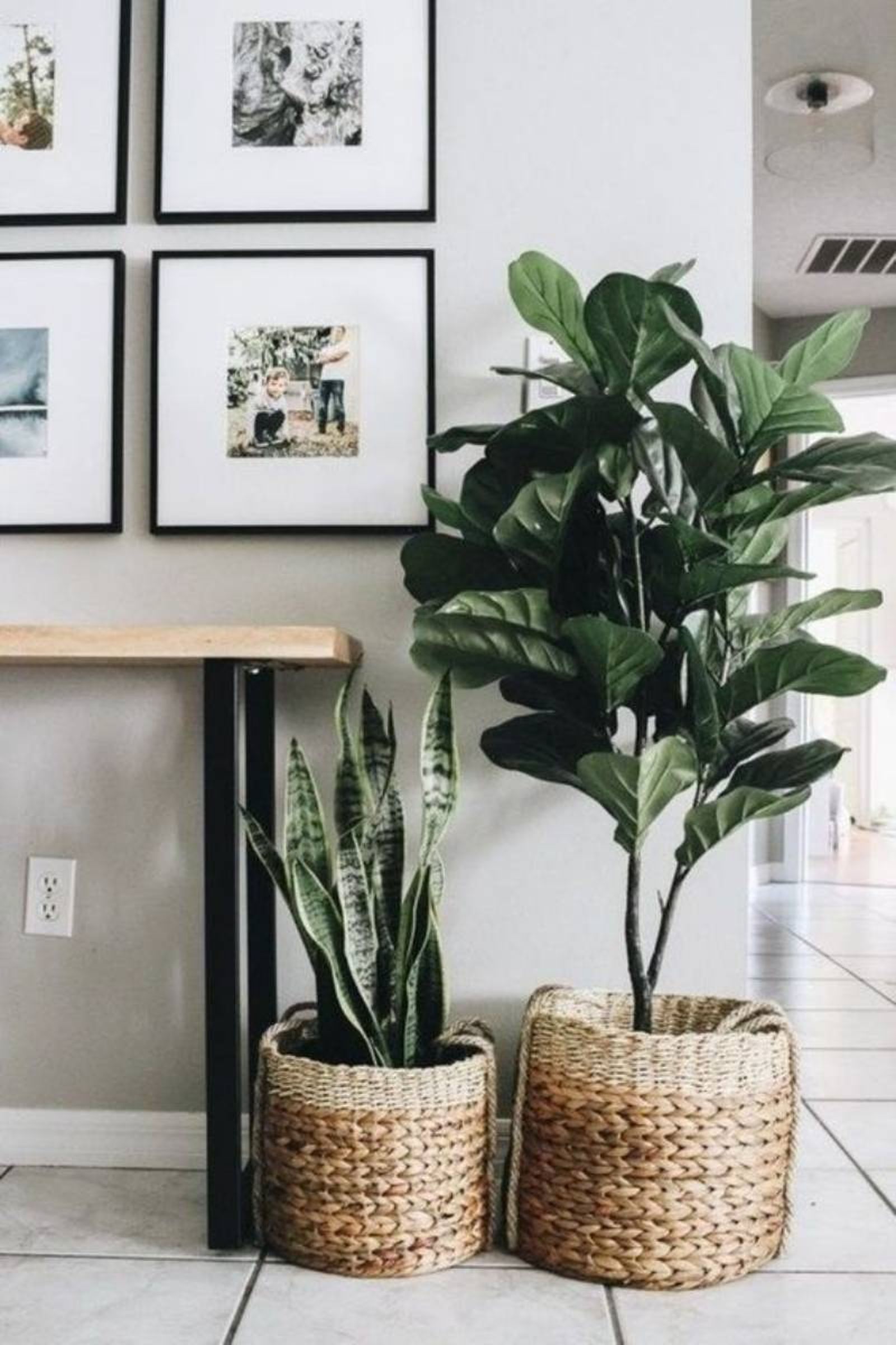 Plantas con maceteros de cesta.