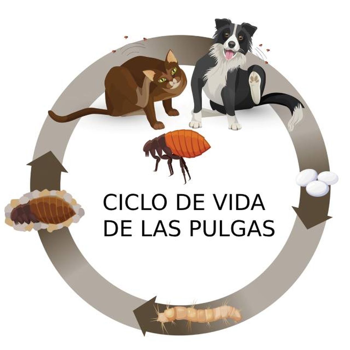 mascotas ciclo de vida de las pulgas de larvas a adultas