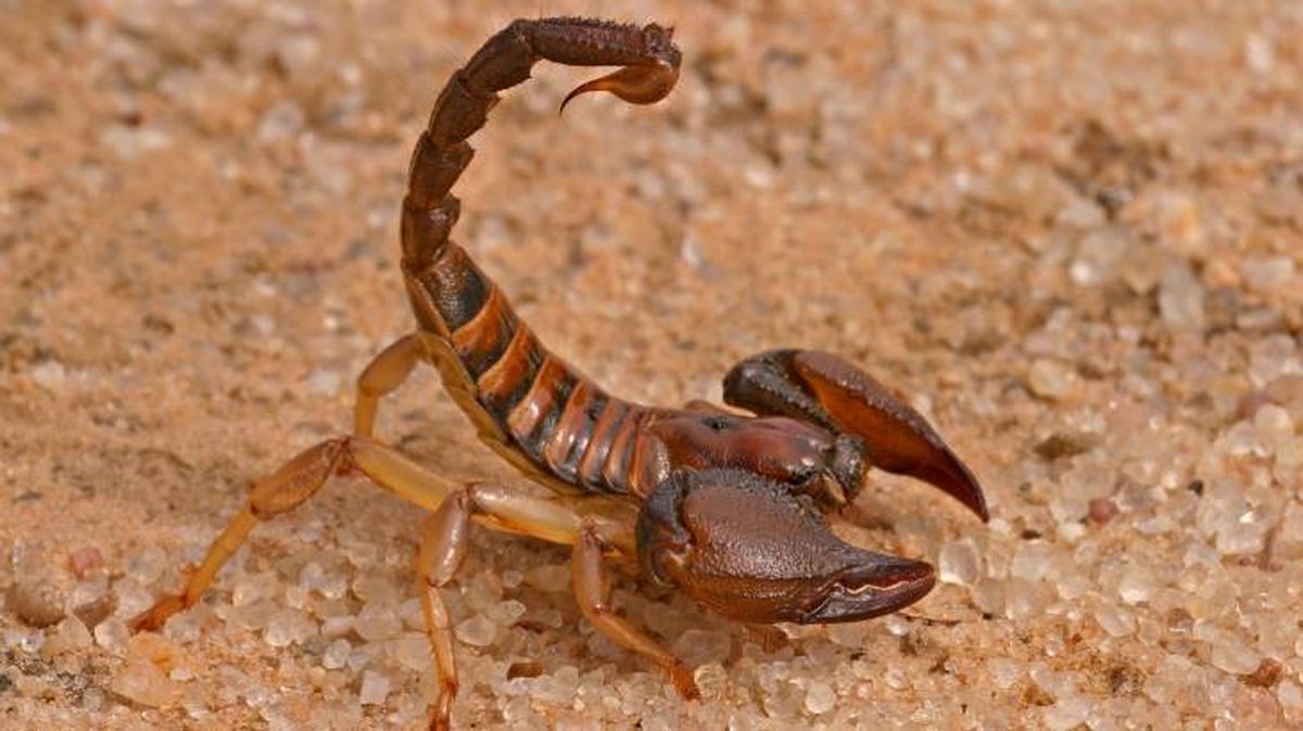 escorpion como mascota cuidados