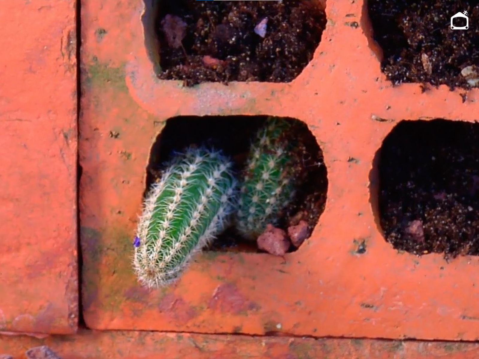 Hijuelos de cactus.