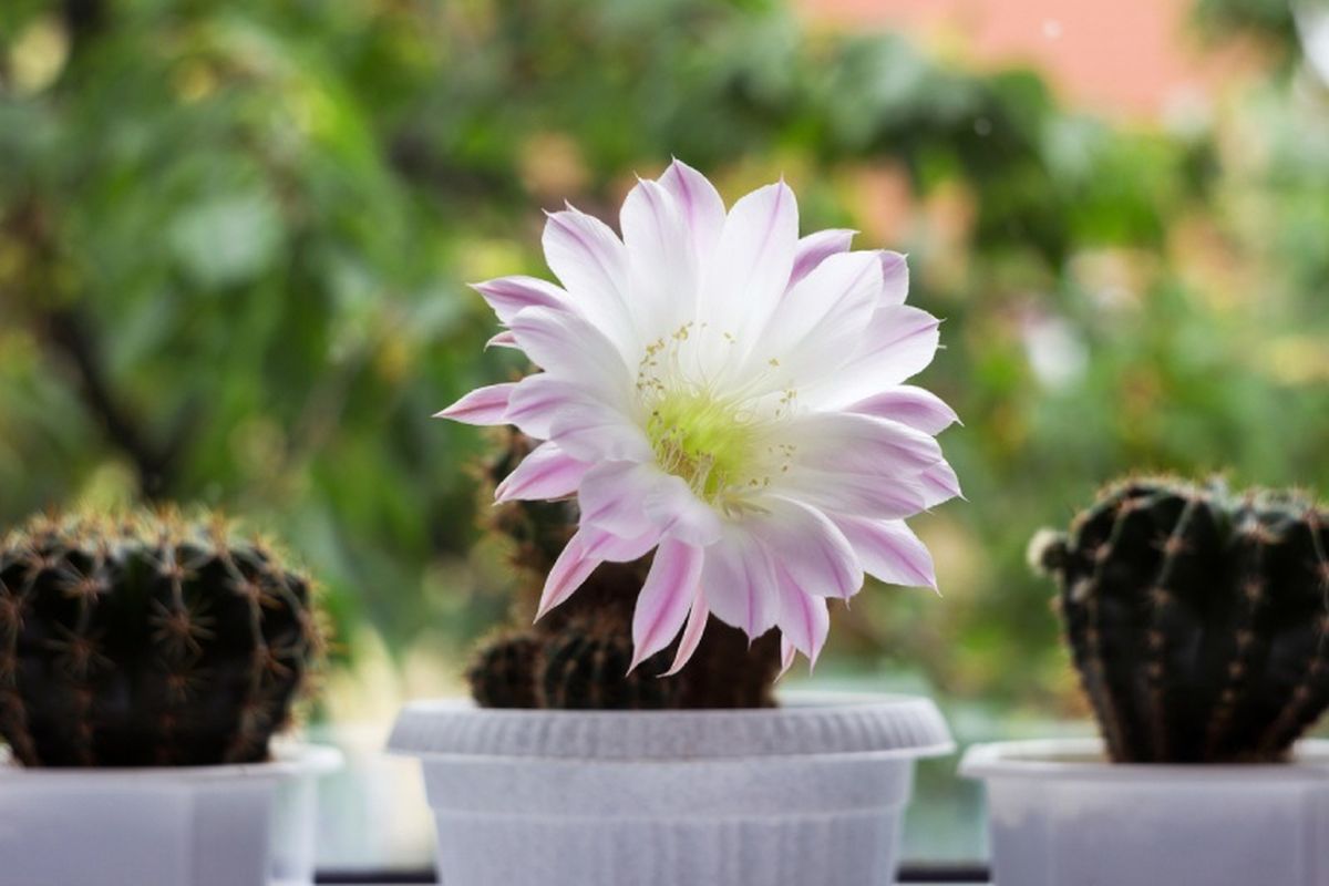 Flor de Echinopsis tubiflora.