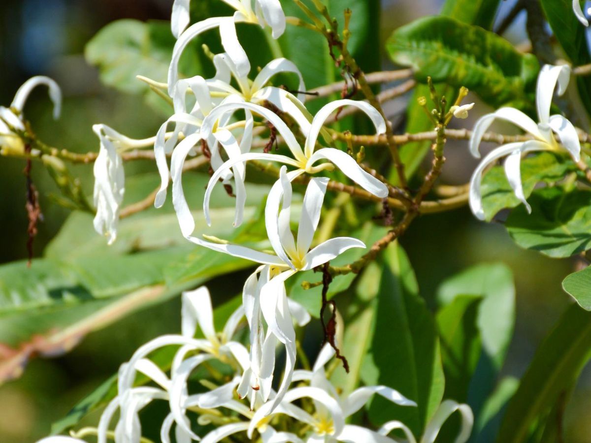 Plumeria stenopetala.