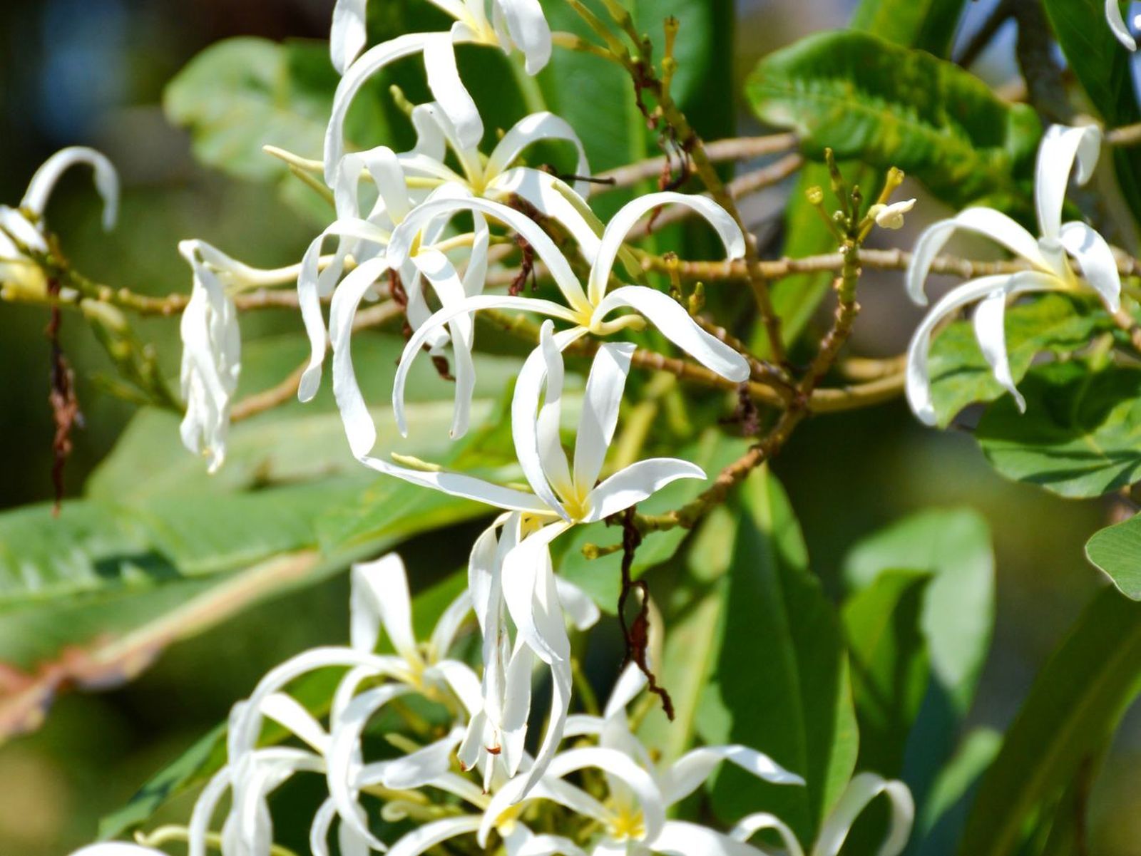 Plumeria stenopetala.