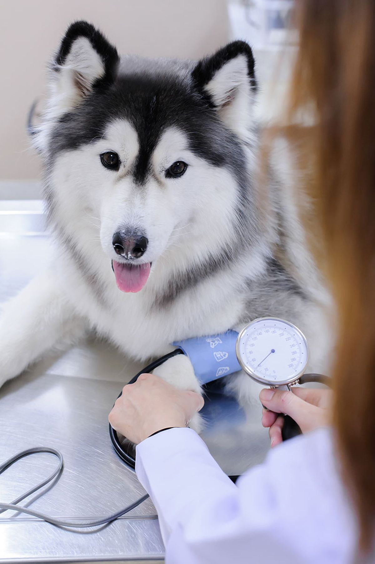 perros donantes sangre