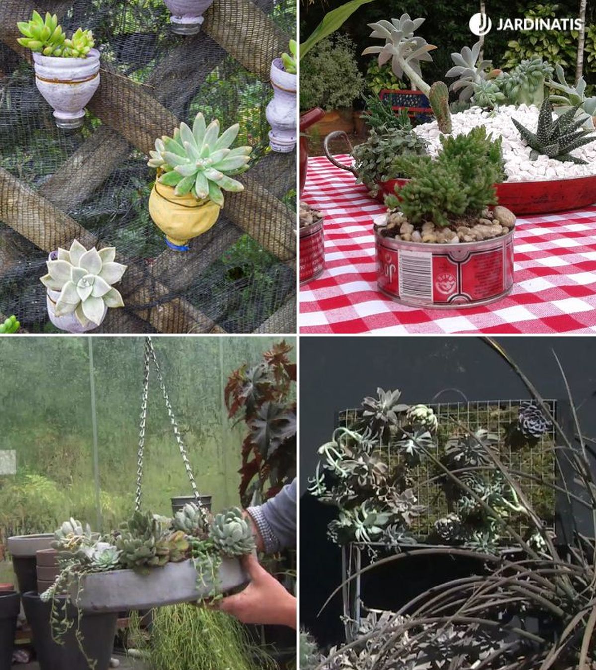 botella de pastico lata de conserva tolva de pienso caja de vino para plantar suculentas