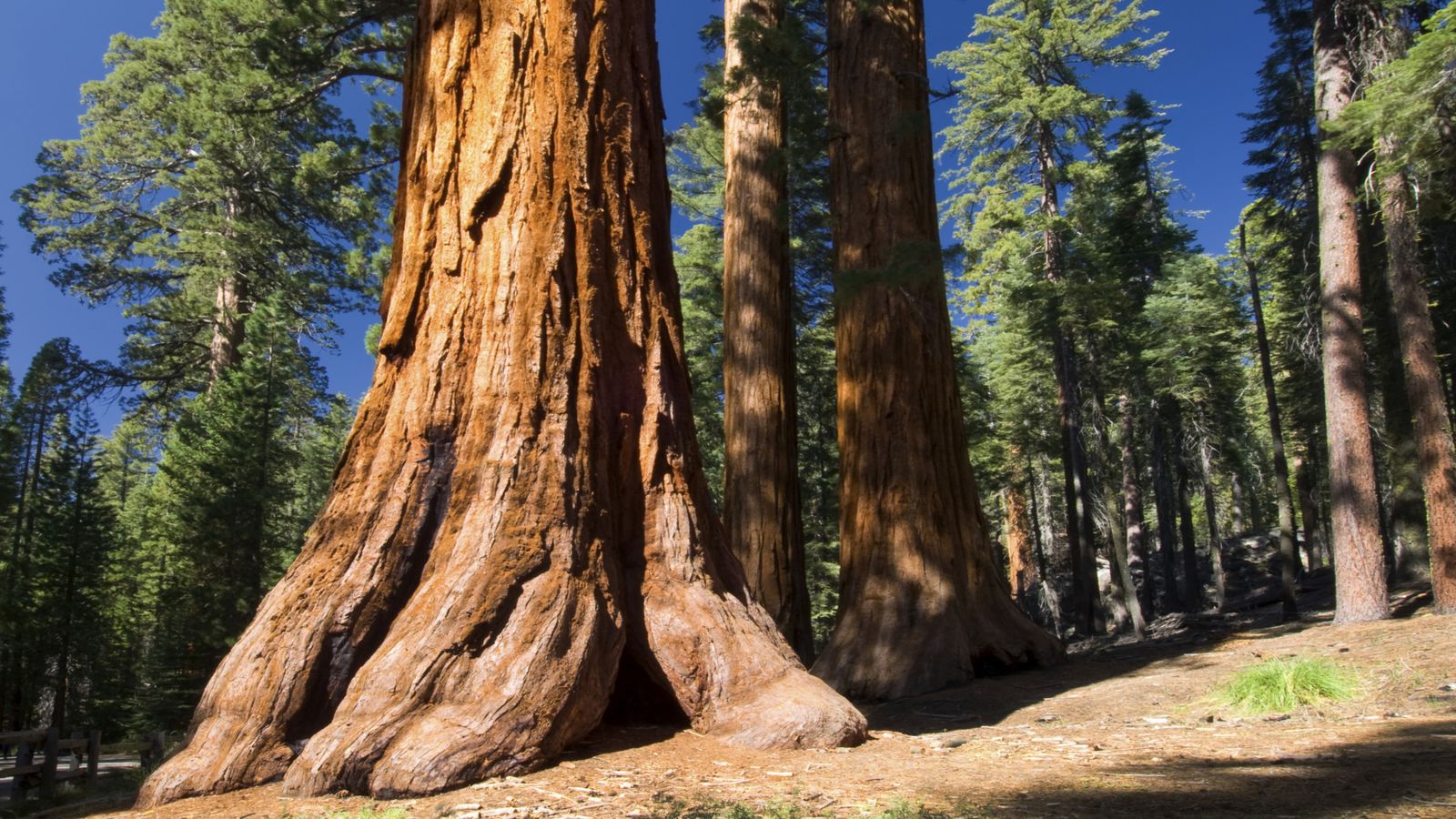 sequoia01