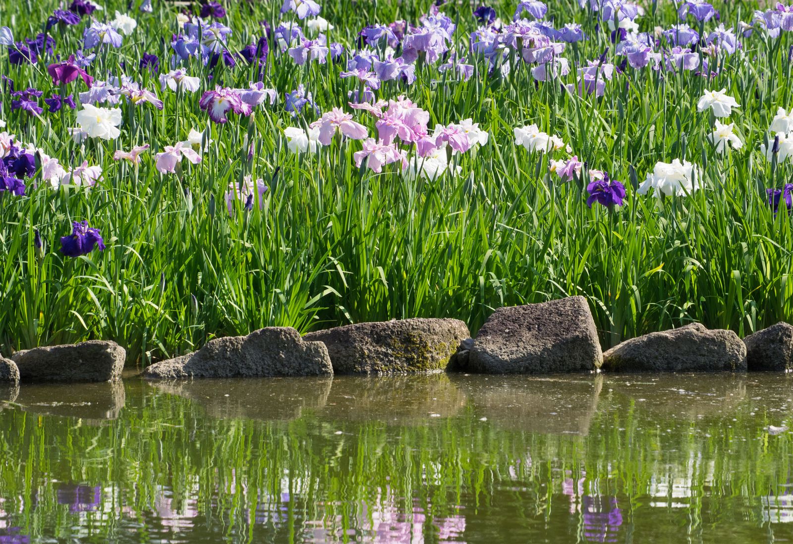 Estanque con lirios de agua