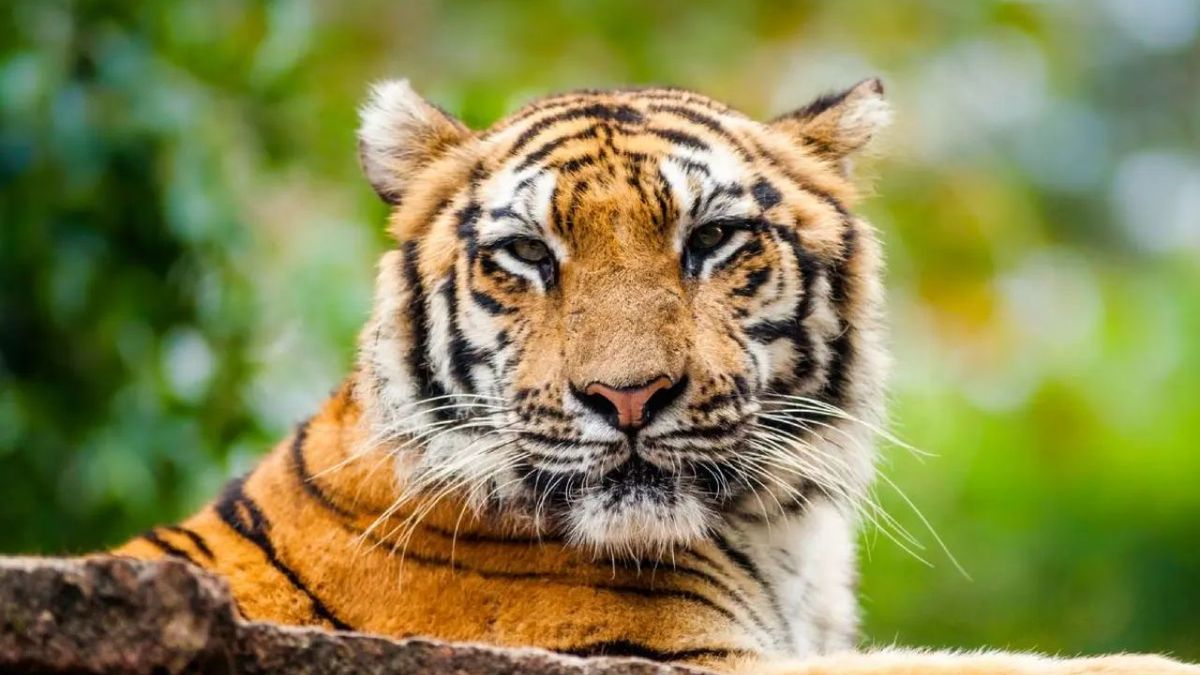 animales extintos ok