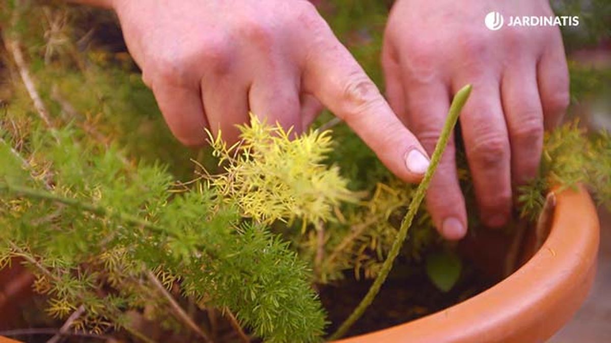 brico 0904 3 revitalizar plantas heladas esparraguera nuevo tallo