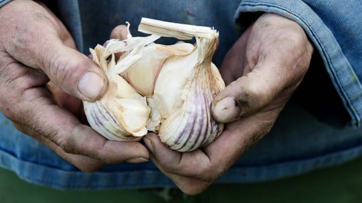 caracteristicas del ajo