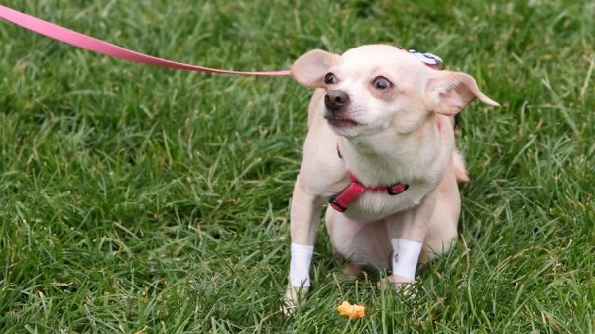 como pasear a un perro miedoso 3