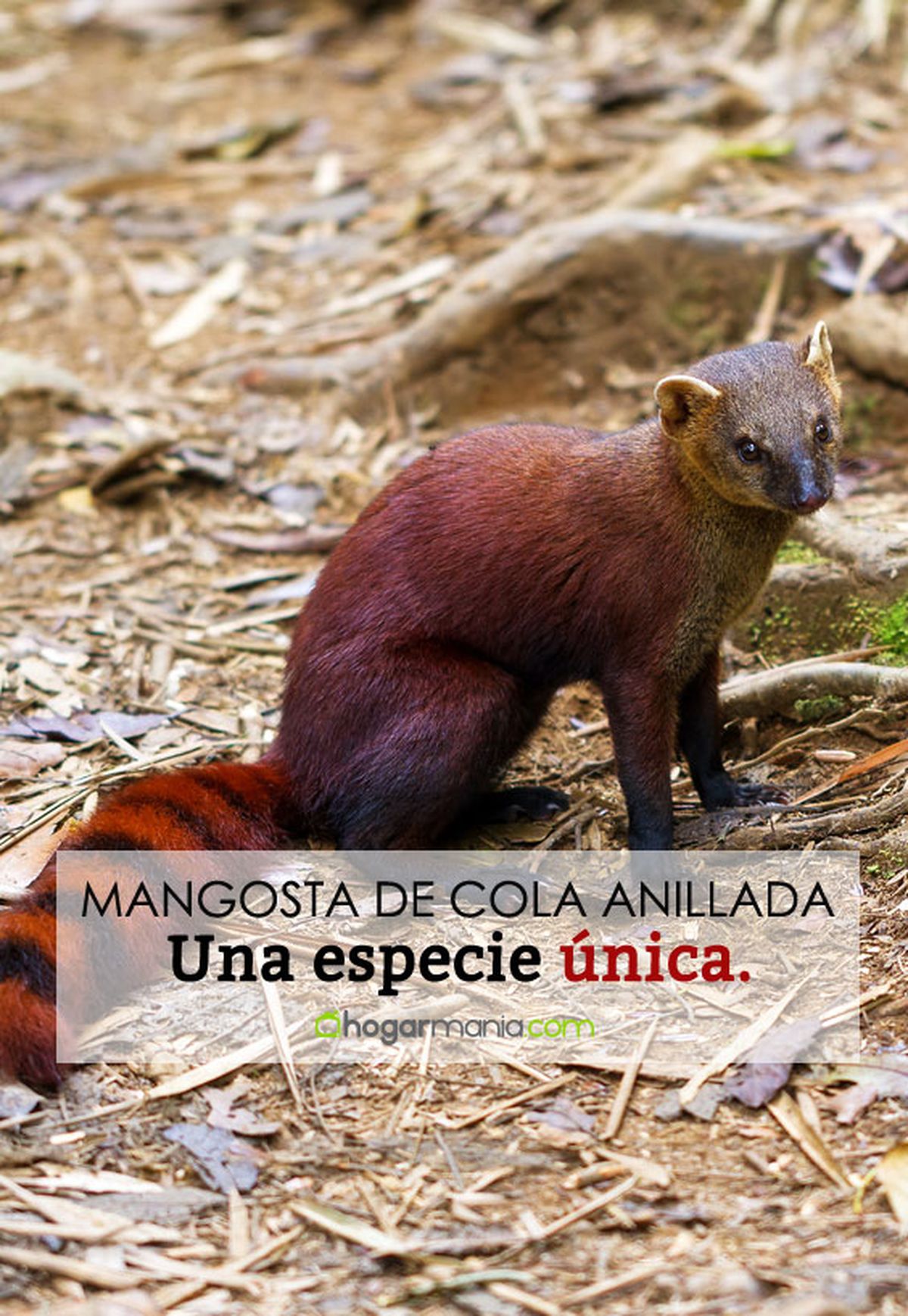 mangosta de cola anillada pin