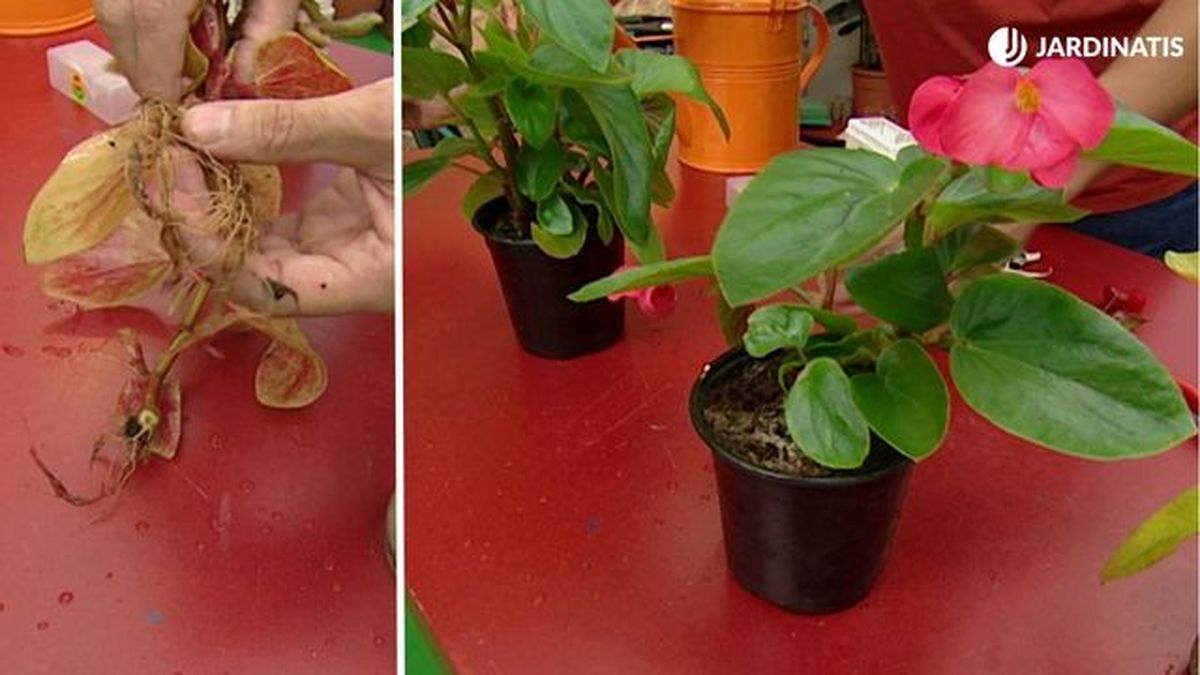 esquejes tallo begonia raices brico 385