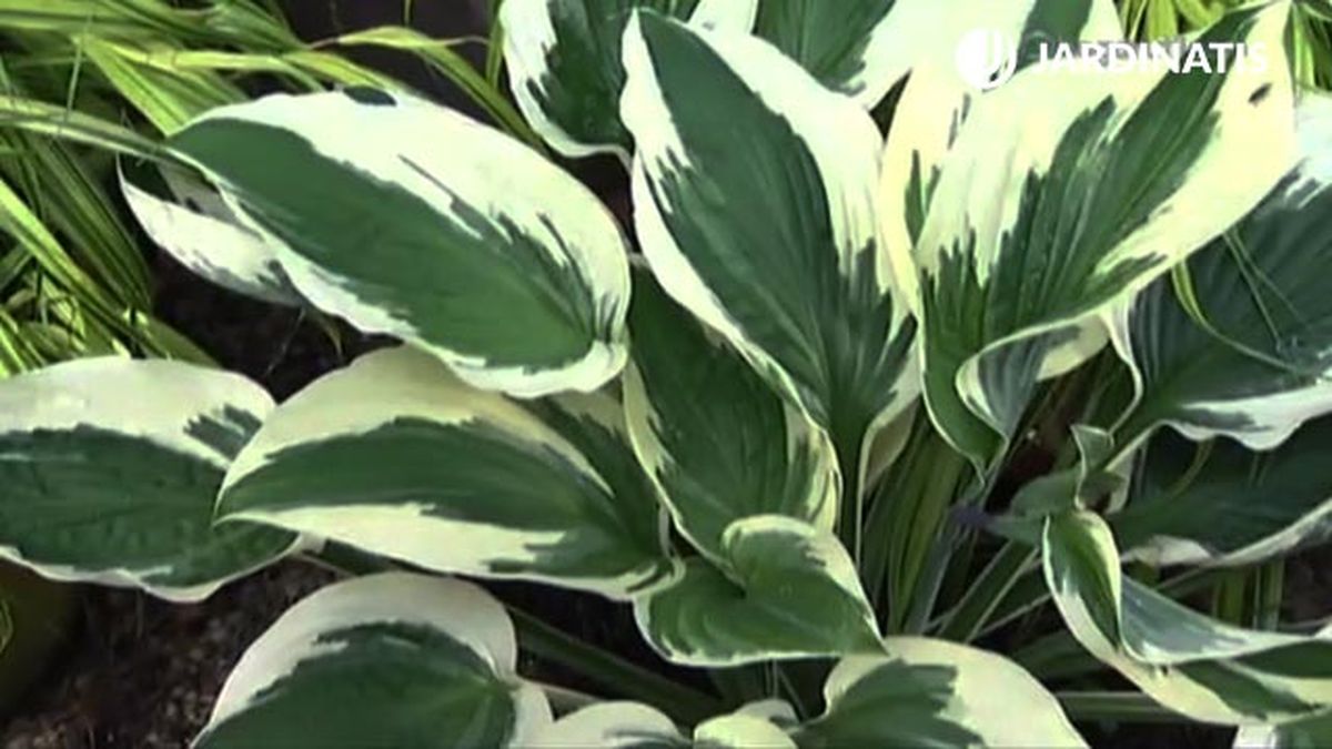 variedad hojas nerviacion blanca hostas y hermosas deco 454 jardin