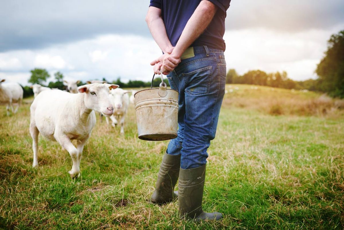 La cabra común es una subespecie de la cabra salvaje pero que ha sido domesticada.