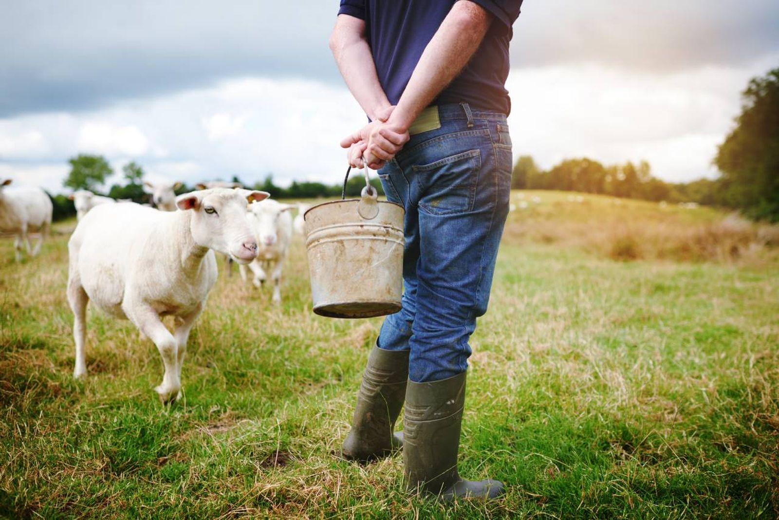 La cabra común es una subespecie de la cabra salvaje pero que ha sido domesticada.