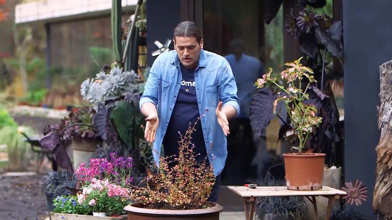 974 jardineria ceratostigma