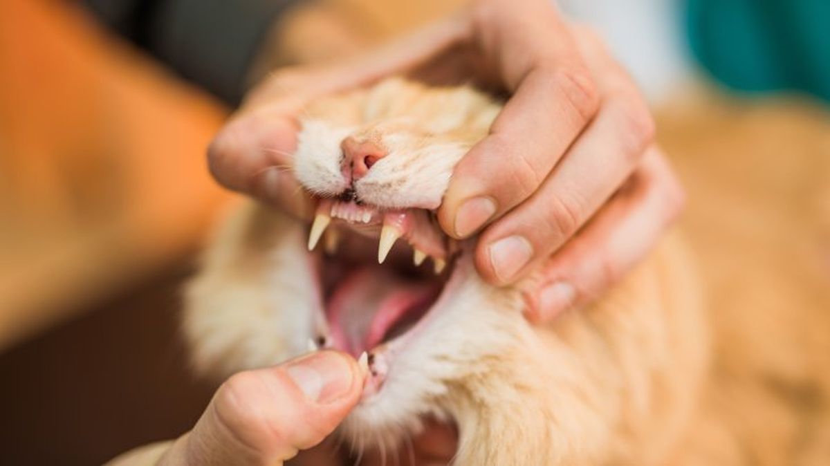 salud dental de un gato 2