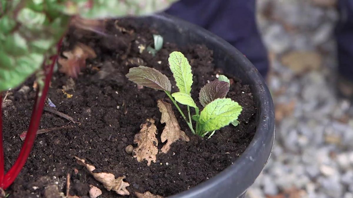 brico 1010 jardin plantar la mostaza china