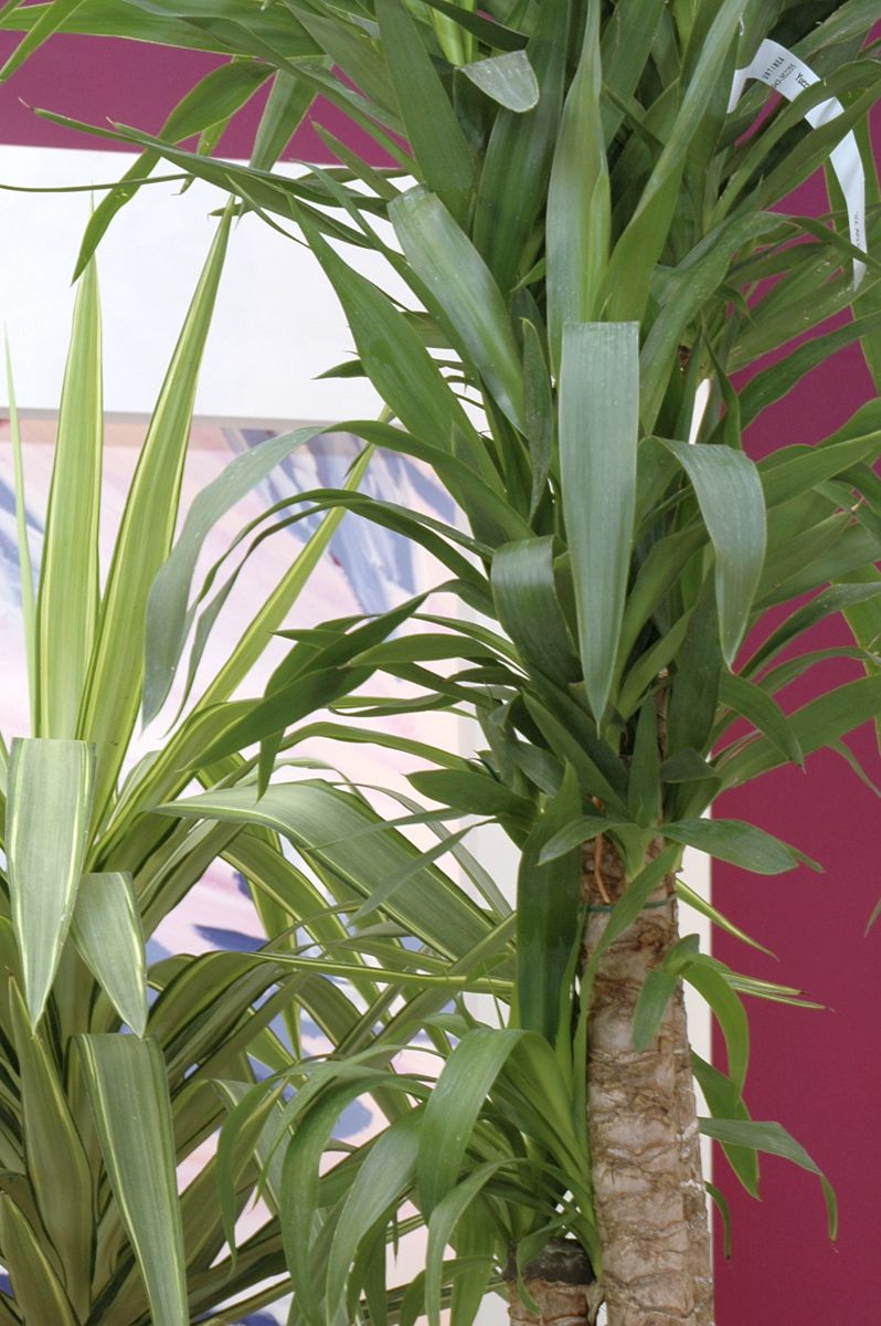 plantacion yuca xl