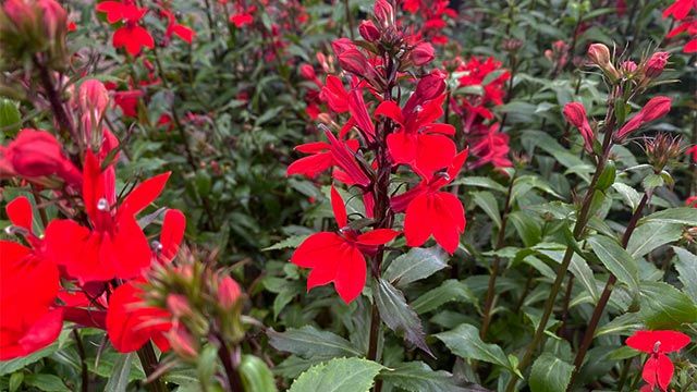 Lobelia cardinalis flor hasta noviembre
