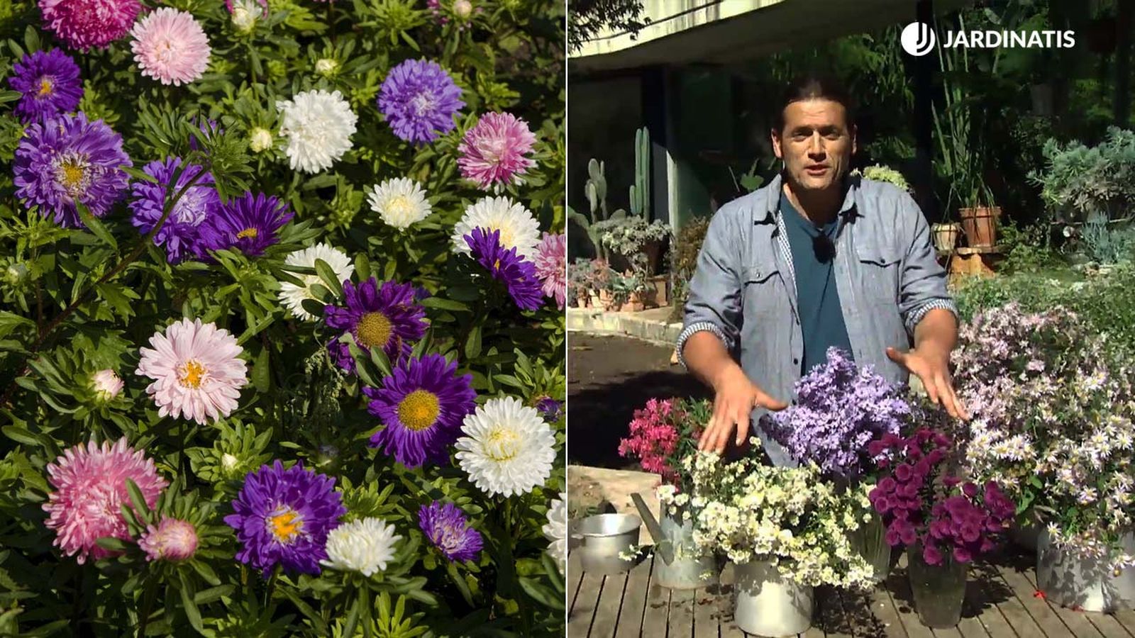 aster caracteristicas cuidados variedades reproduccion xl jardinatis