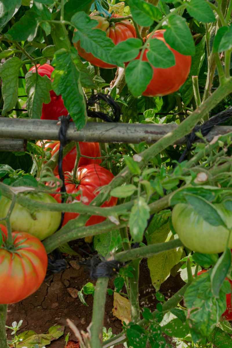 No podes tu tomatera si llueve