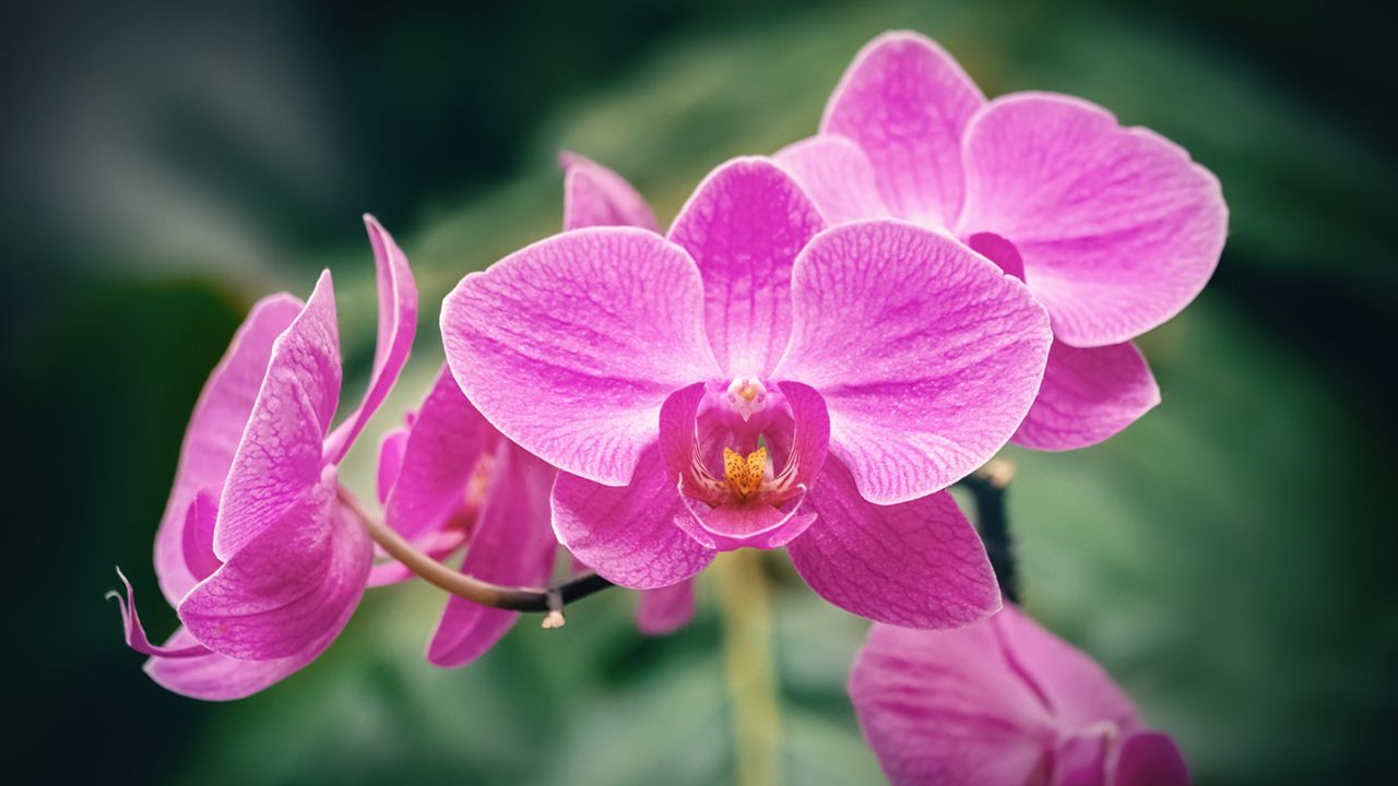 significado orquideas flores en san valentin