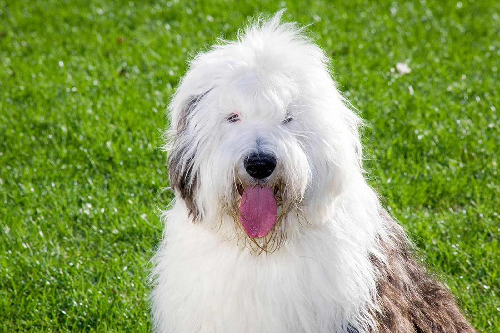 mascotas perros raza bobtail 2