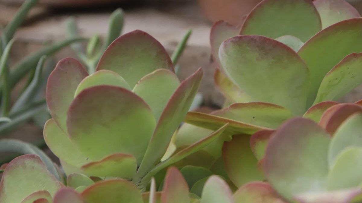 brico 1020 jardin kalanchoe lipstick