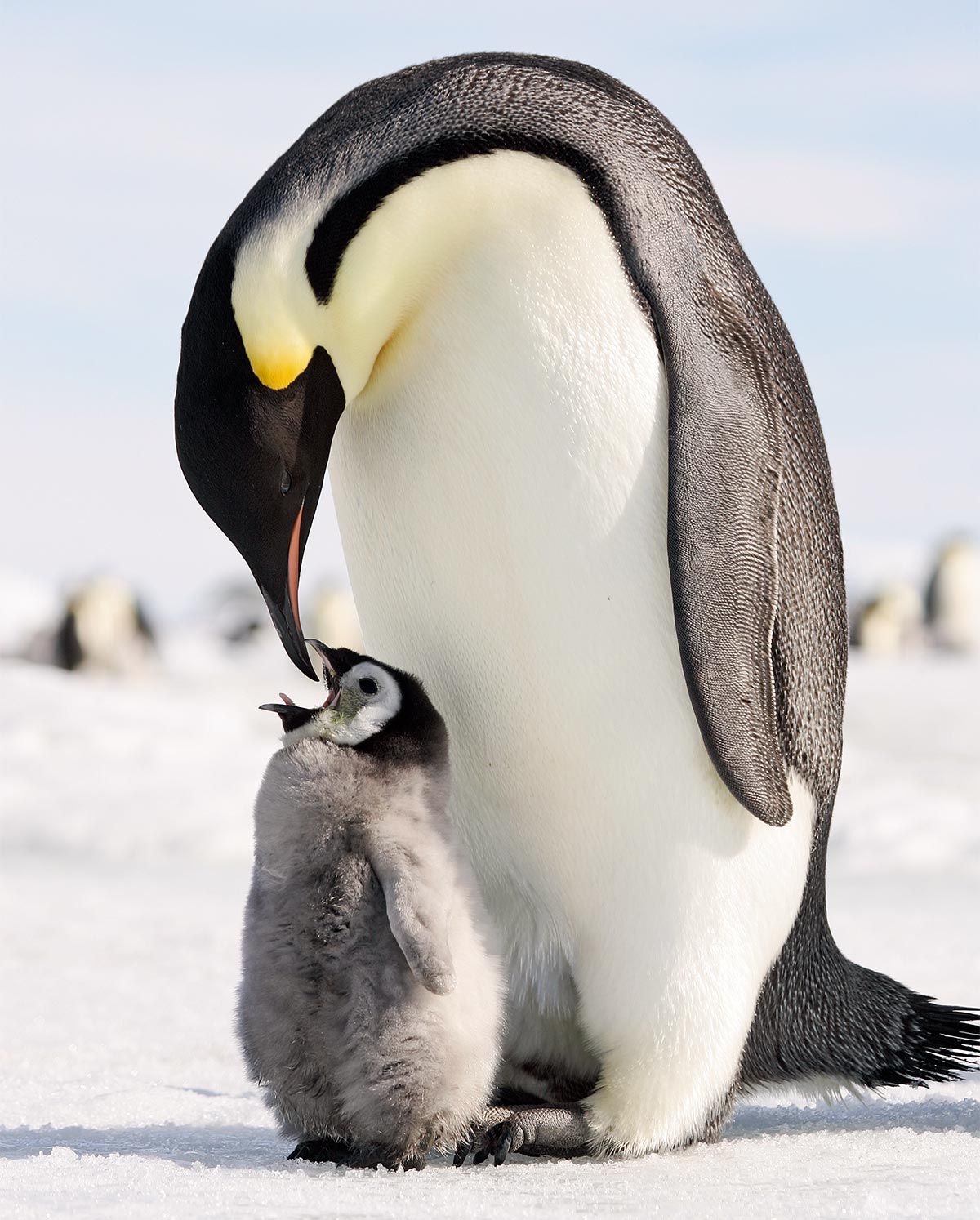 madres reino oso=pinguino=emperador