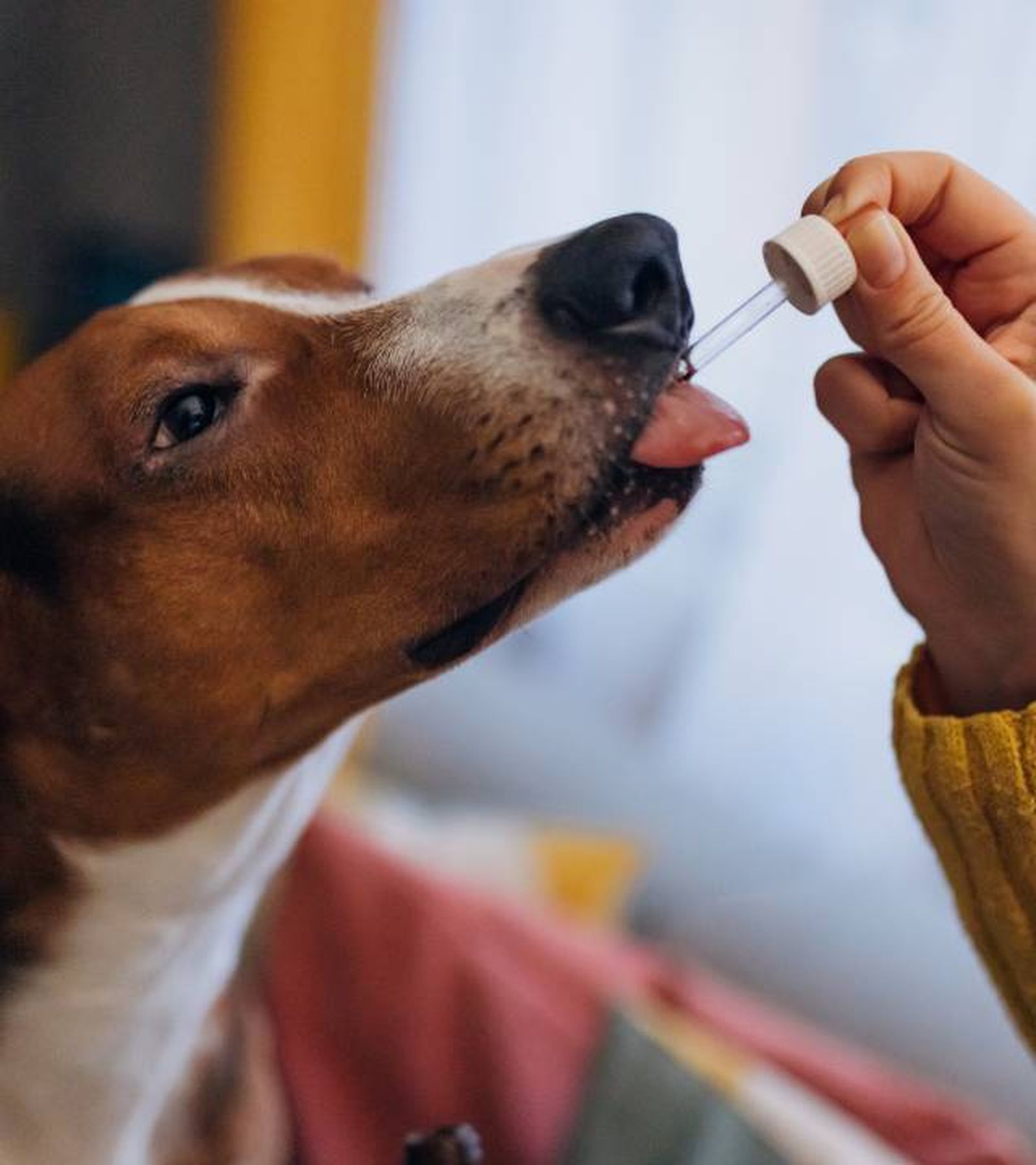 como dar el aceite de pescado paras perros dosis