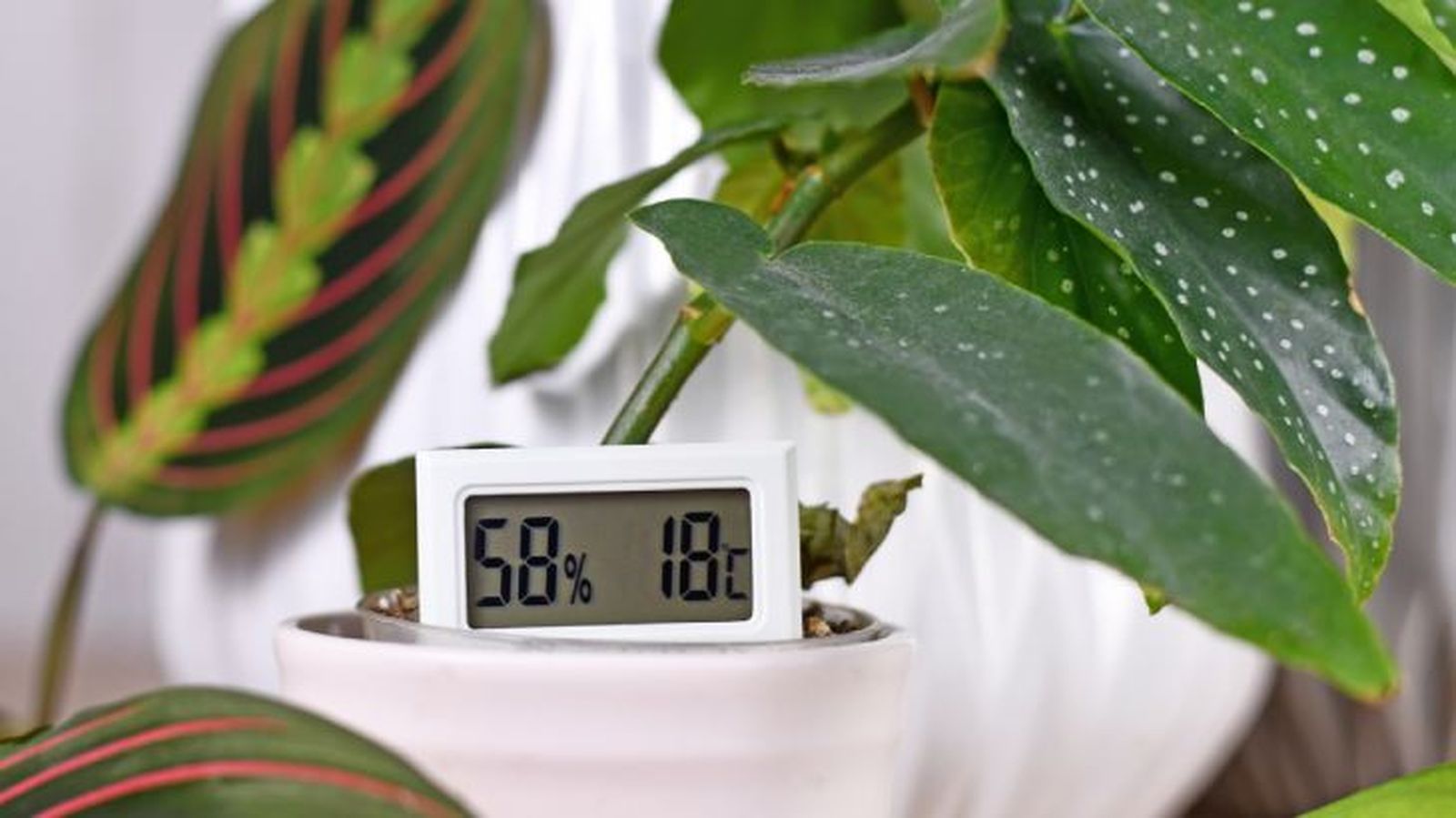 Las plantas son grandes aliadas para reducir la humedad en casa