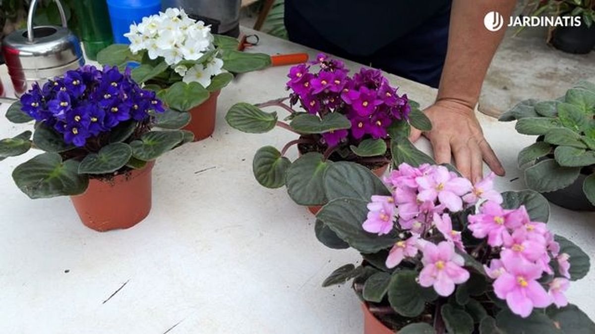 Flores de violeta africana de distintas tonalidades