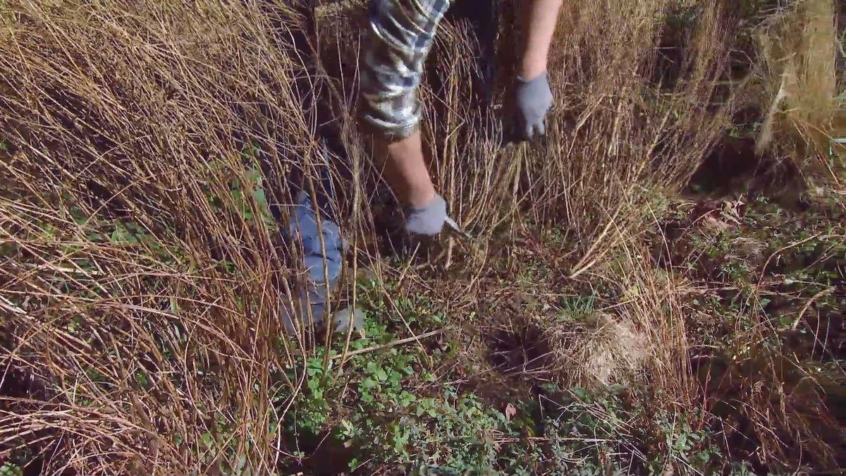 deco646 poda parterre vivaces mantillo poda gaura