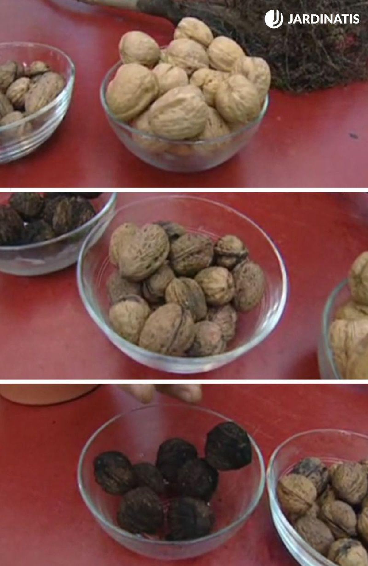 De arriba a abajo: nueces de California, nueces locales y nueces de nogal negro