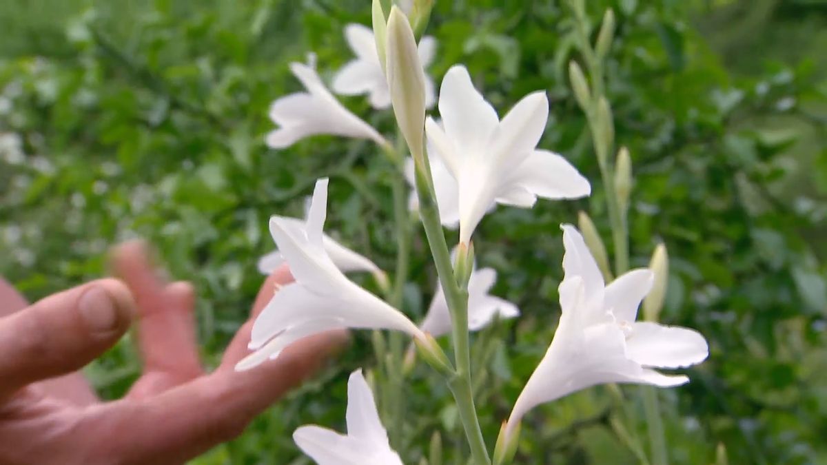 deco 619 plantas de flores blancas para el jardin gladiolo fatima