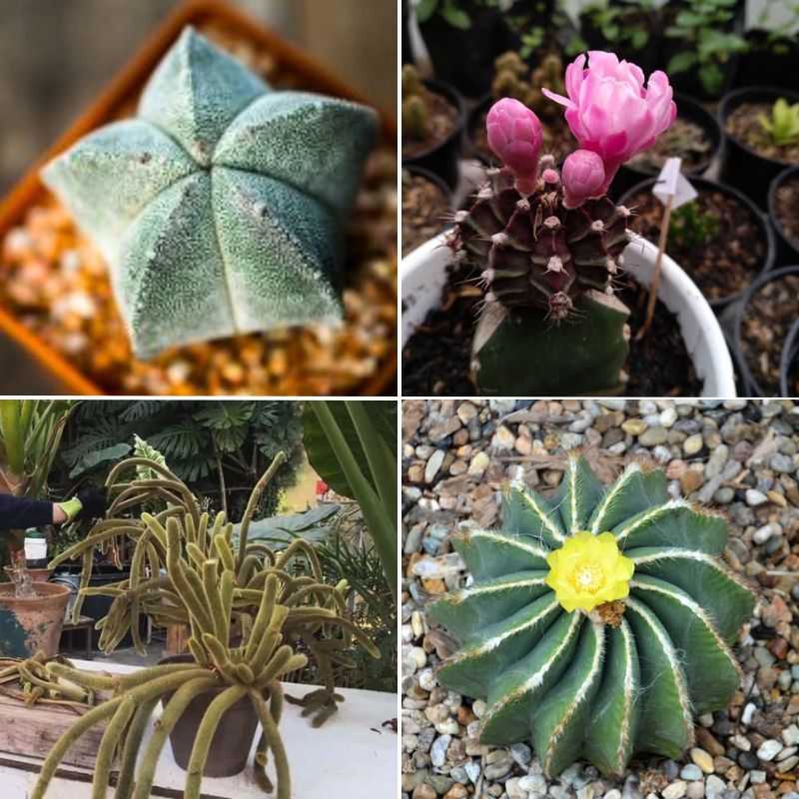 Bonete de obispo, gymno, cactus cola de rata y cactus globo.
