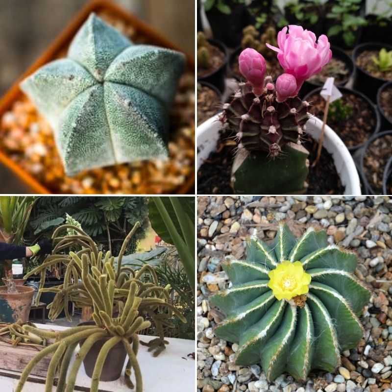Bonete de obispo, gymno, cactus cola de rata y cactus globo.