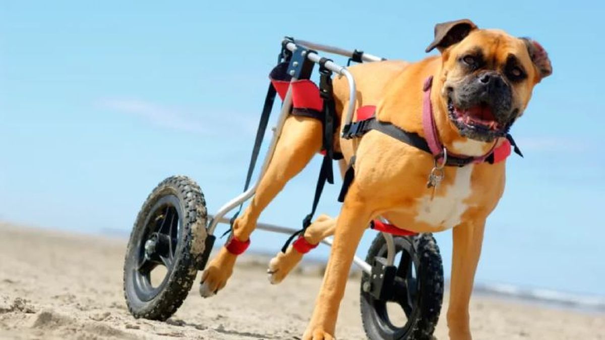 artrosis en perros 5