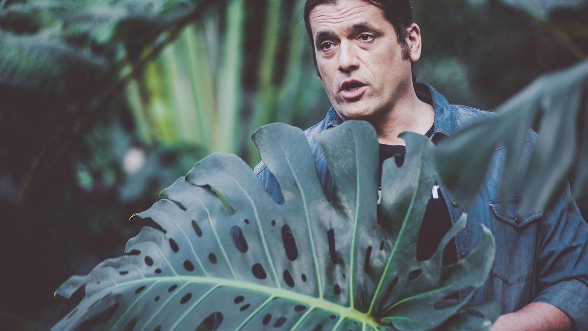 978 costilla adan hojas