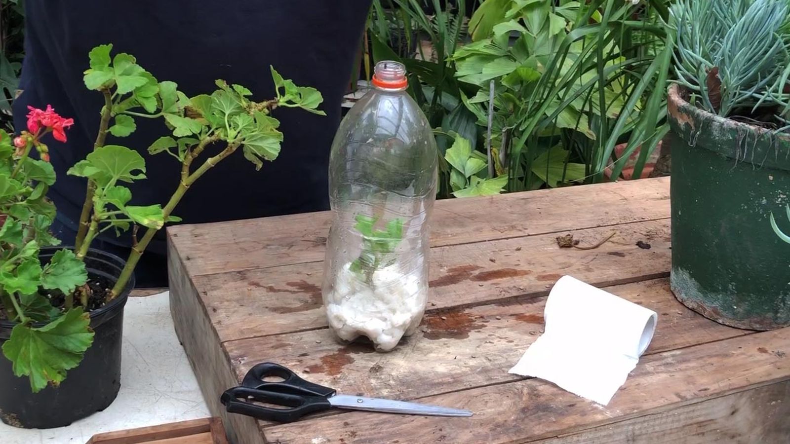 como esquejar con papel higienico paso 6