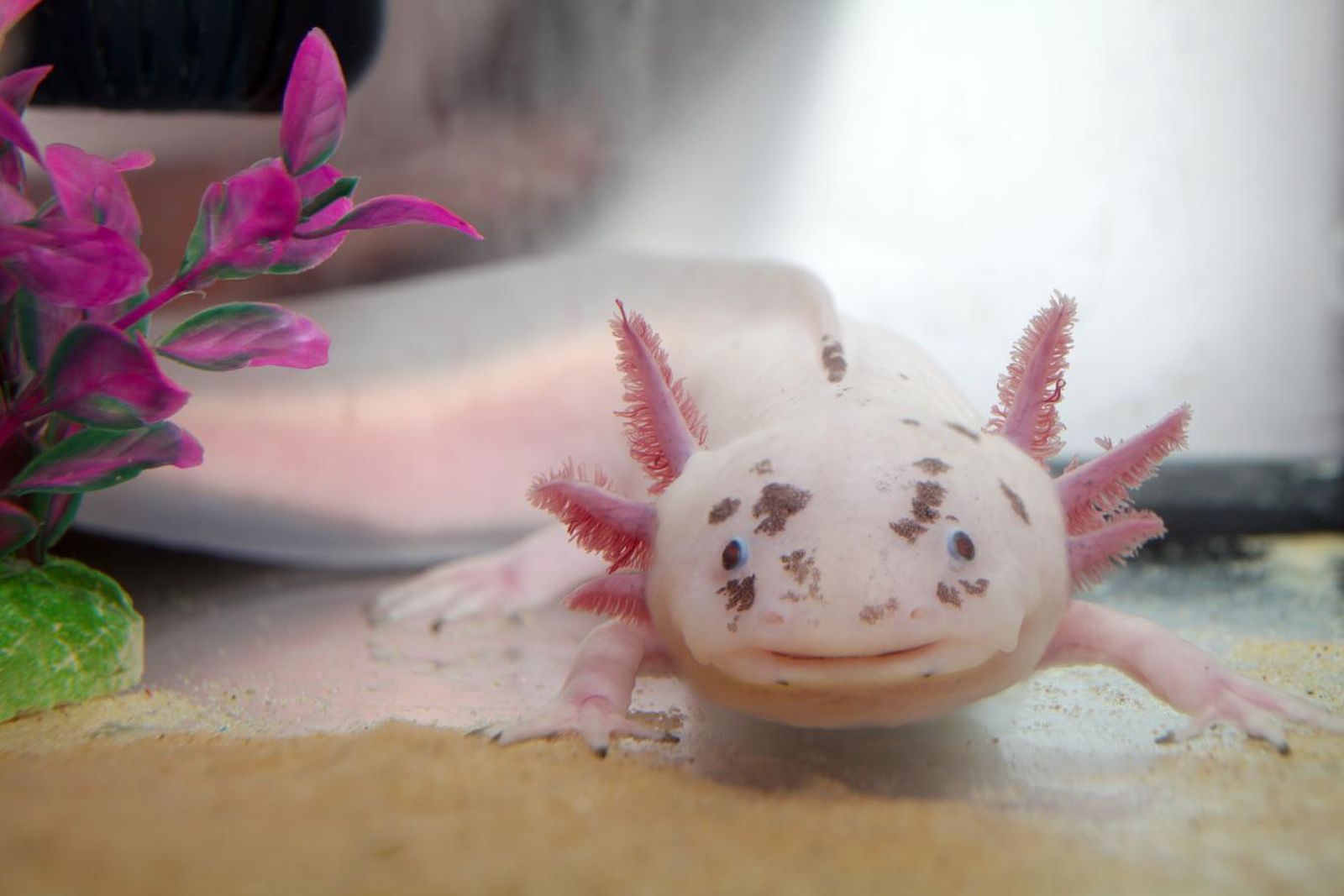 Ajolote (ambystoma mexicanum).
