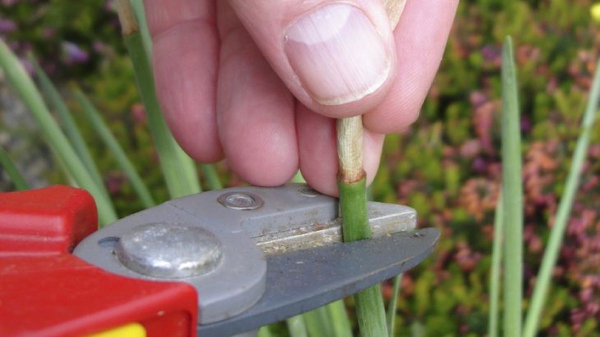 cortar hojas narciso