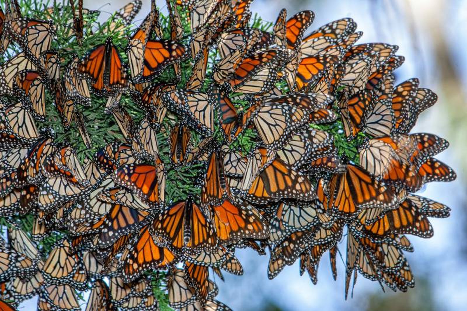 Las mariposas monarca viajan en enjambres enormes llenos de colores vibrantes.