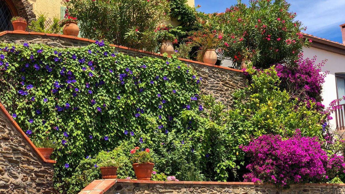 diferentes plantas para decorar fachadas xl