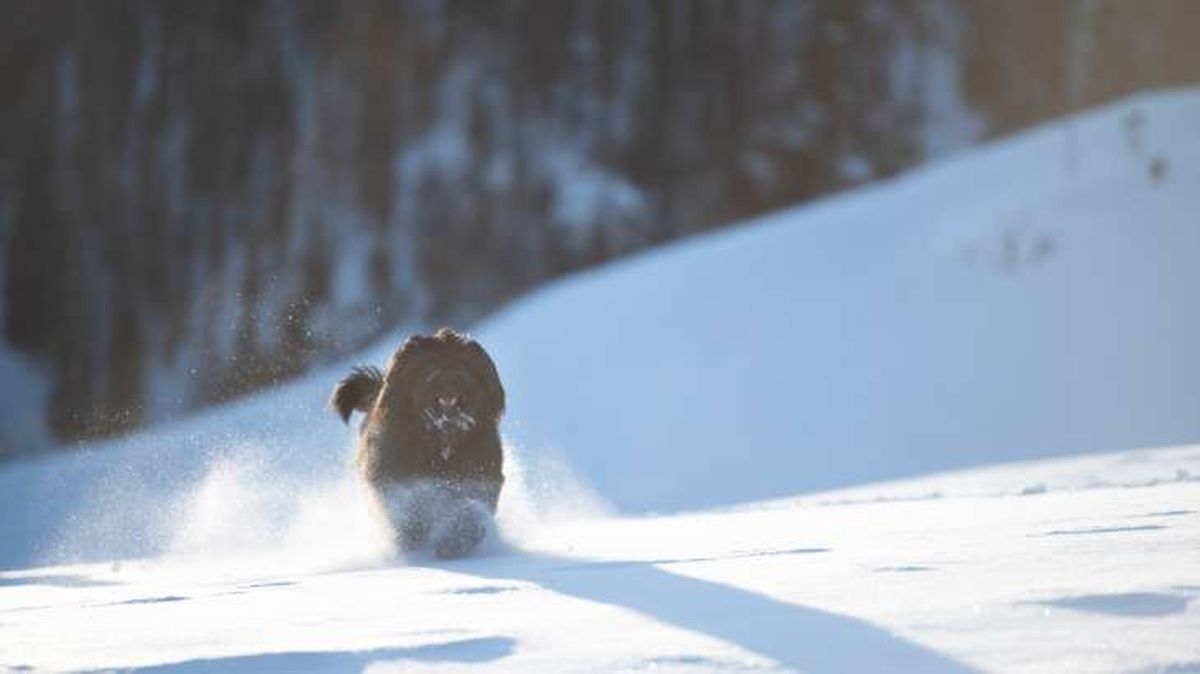 perro pastor de bergamo 11